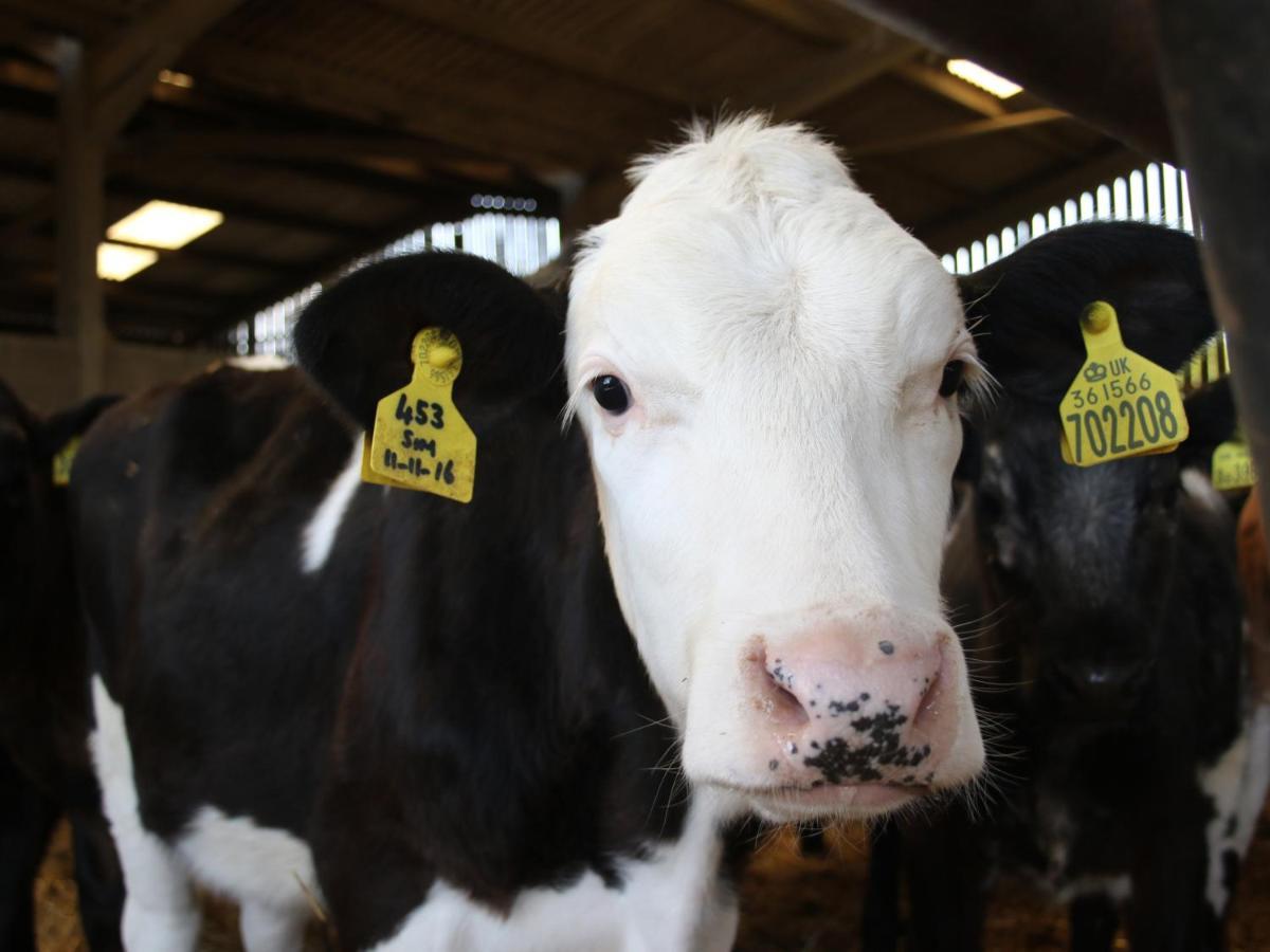 Trenona Farm Holidays Truro Esterno foto