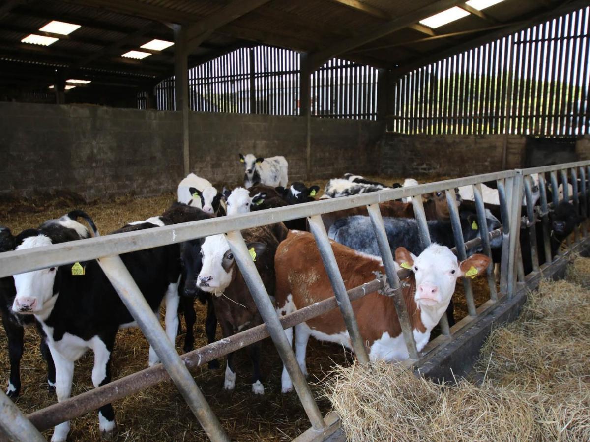 Trenona Farm Holidays Truro Esterno foto