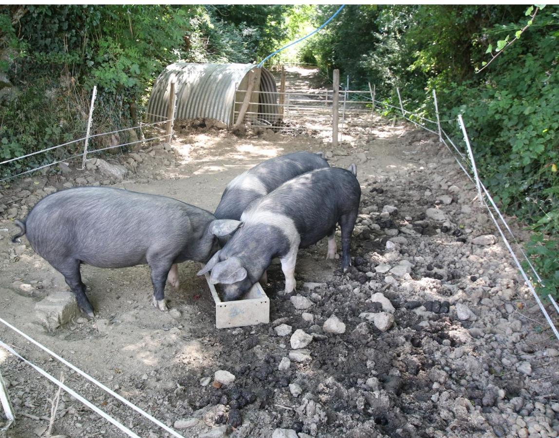 Trenona Farm Holidays Truro Esterno foto